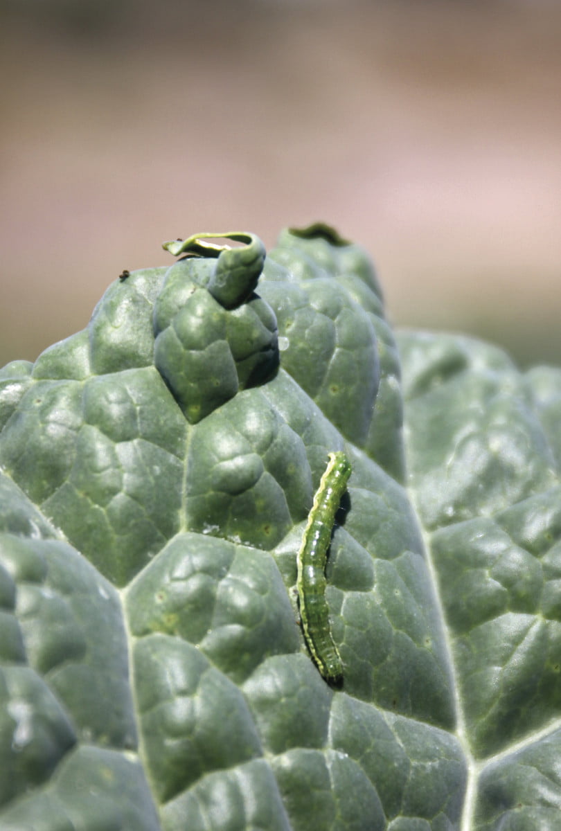 Praga Lagartas da couve