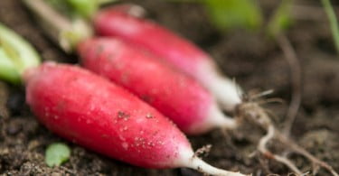 Rabanetes Vida Rural