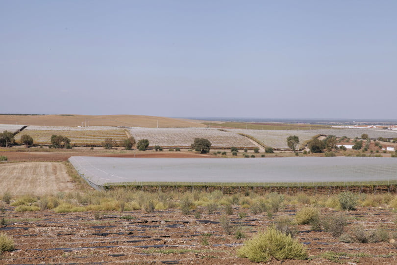 Uva de Mesa Vida Rural