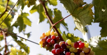 Uva de Mesa Vida Rural