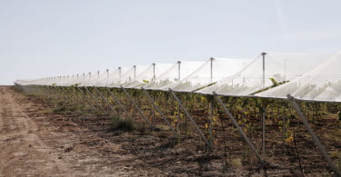 Uva de Mesa Vida Rural