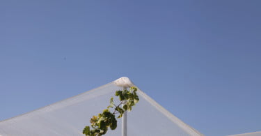 Uva de Mesa Vida Rural