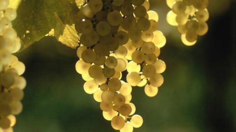 Vinhos verdes CVRVV Vida Rural