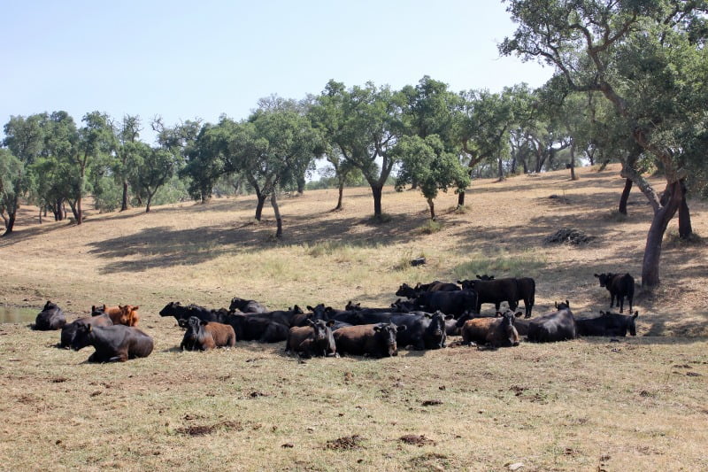 bovinos da raça Angus Vida Rural