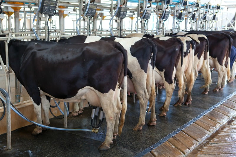 produção de bovinos