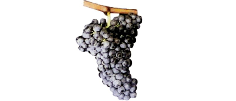 castas de Portugal Camarate cacho de uvas