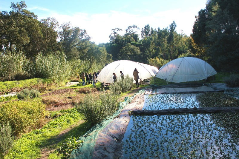 financiamento para a agricultura