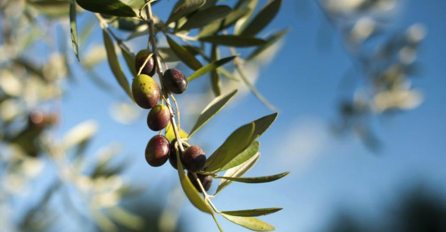 Olivum recomenda suspensão voluntária da colheita mecanizada noturna de azeitona