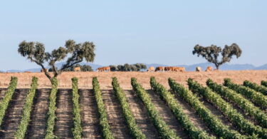 A CVRA estima que a produção de vinho no Alentejo possa atingir os 120 milhões de litros, um aumento entre 5 e 10%, face a 2020.