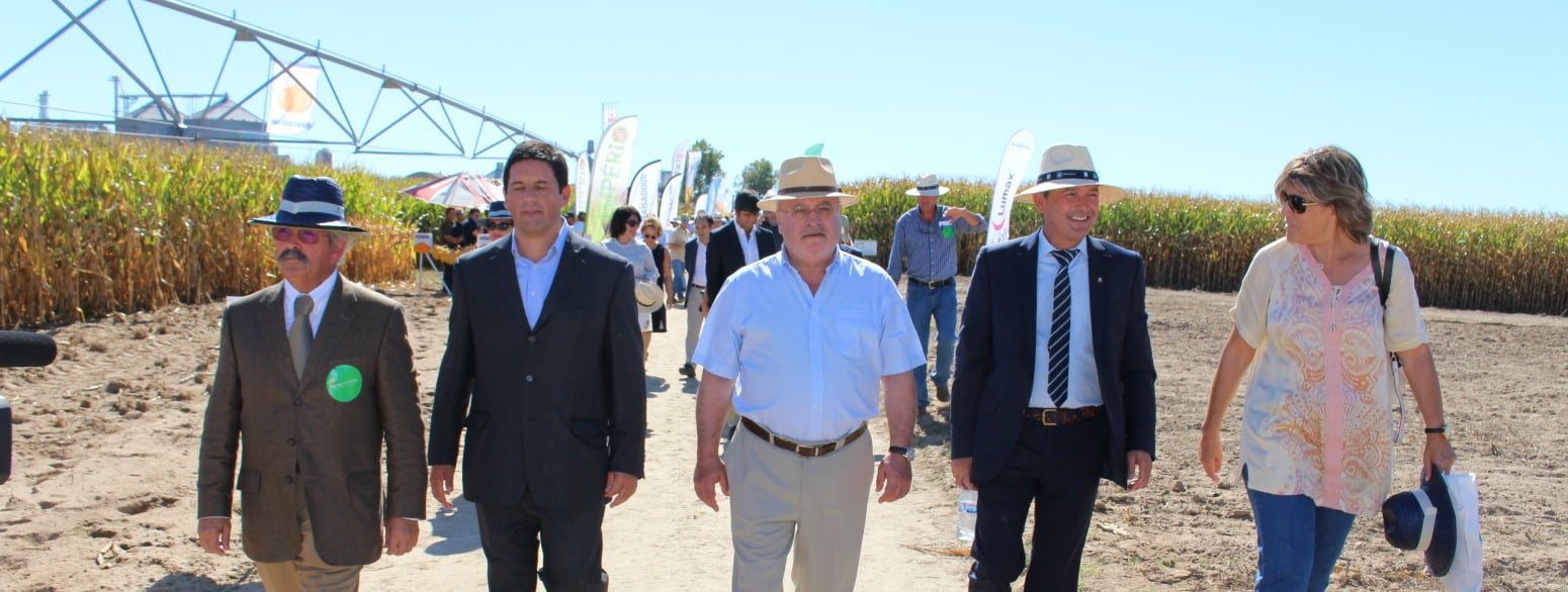 InovMilho Anpromis milho Vida Rural