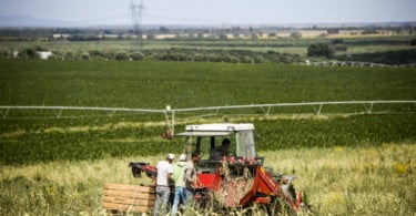 Alho Vida Rural