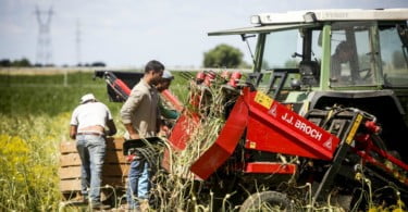 Alho Vida Rural