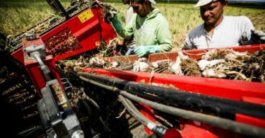 Alho Vida Rural