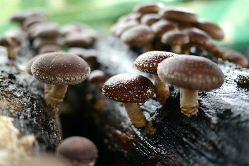 cogumelos Agro-Cachola - Vida Rural