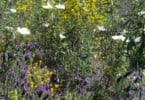 plantas aromáticas e medicinais Especial Hortofrutícolas Vida Rural