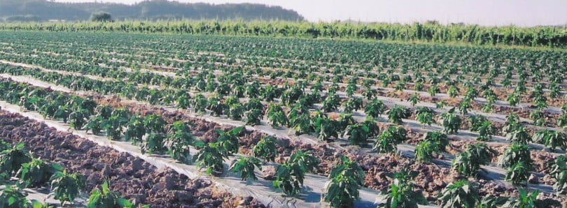 Especial Hortofrutícolas