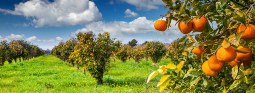 laranjeiras Vida Rural