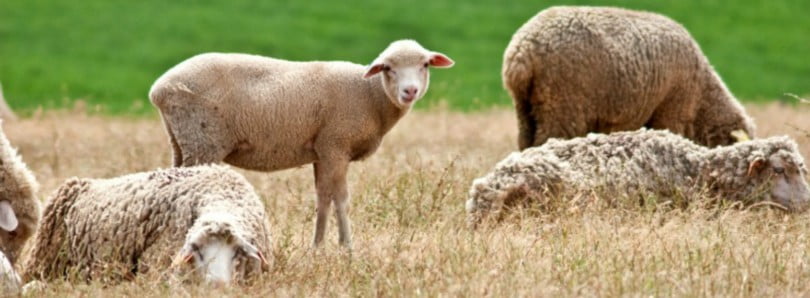 ovelhas Vida Rural