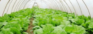produção de alface em estufa Vida Rural