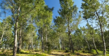 Portugal e Espanha lançam projeto para a recuperação da floresta depois dos incêndios