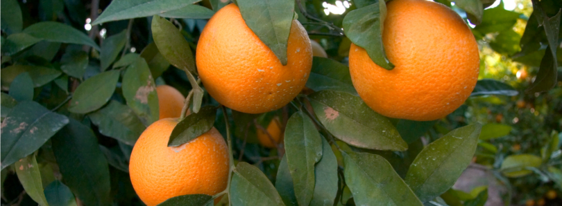 Produtores de citrinos de Valência preveem quebra na produção