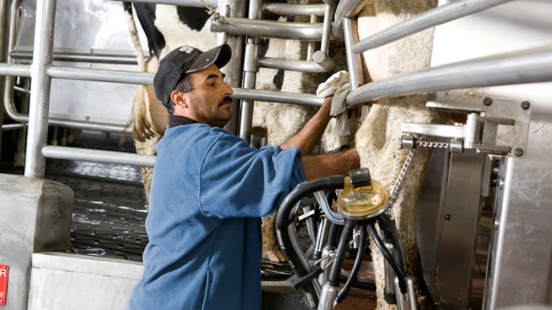 máquina de ordenha DeLaval Vida Rural