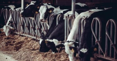vacas leiteiras Vida Rural