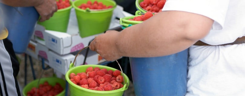 jovens na agricultura