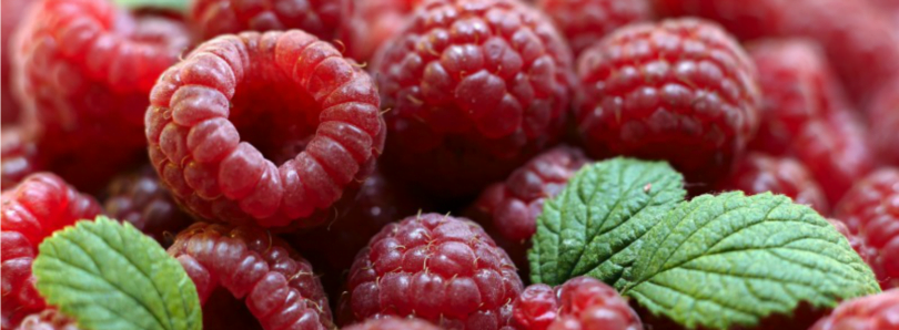 exportações de frutos vermelhos