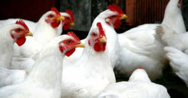 UE autoriza Pediococcus acidilactici como aditivo em alimentos para suínos e aves