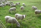 ovelhas Serra da Estrela Vida Rural