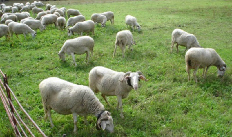 ovelhas Serra da Estrela Vida Rural