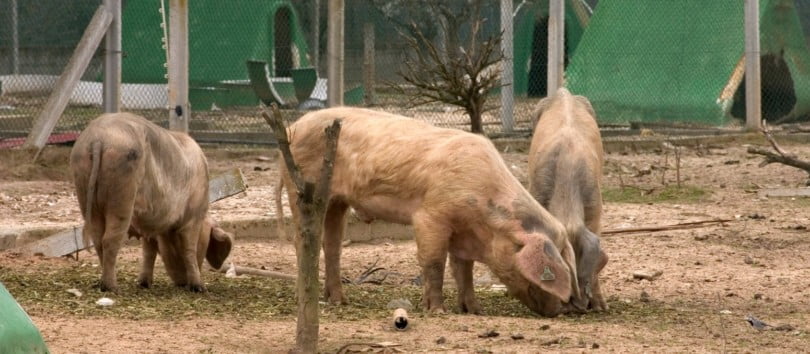 produtores de porco bísaro