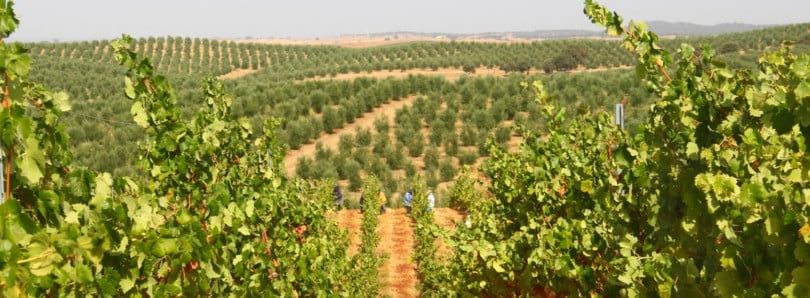 Viticultura sustentável da Quinta do Cardo