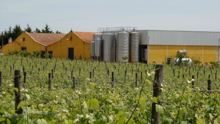 viticultura sustentável da Quinta do Cardo