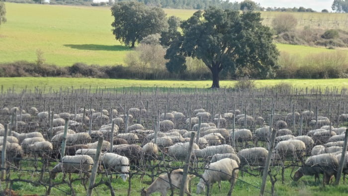 Viticultura Sustentável