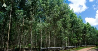 plantação de eucalipto vai dar multas
