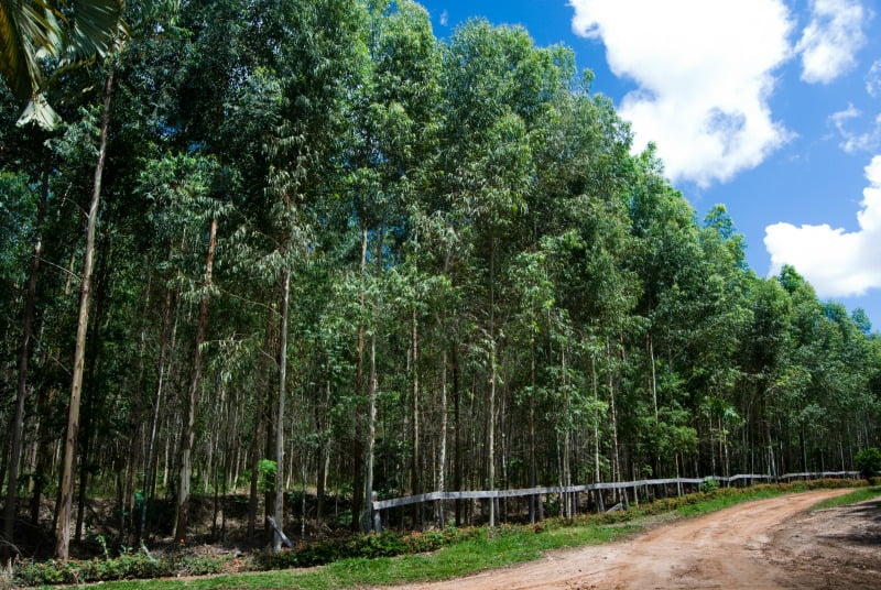 plantação de eucalipto vai dar multas
