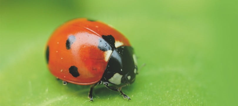 agricultura biológica