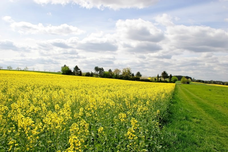Comissão Europeia publica orientações para a venda de terrenos agrícolas