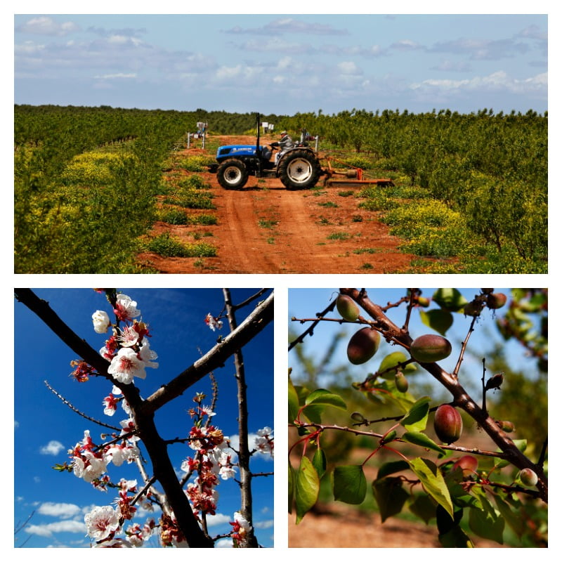 Fairfruit Portugal - Vida Rural