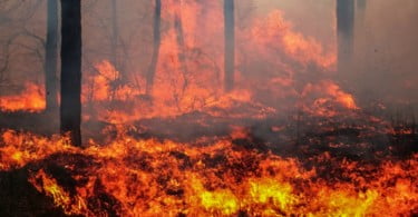 Já estão disponíveis apoios para os agricultores afetados pelos incêndios da região centro