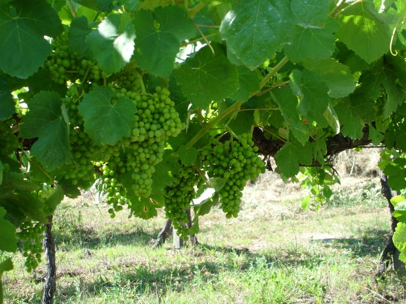 A Comissão de Viticultura da Região dos Vinhos Verdes (CVRVV) recebeu “com satisfação” a medida de redução do preço do gasóleo agrícola.
