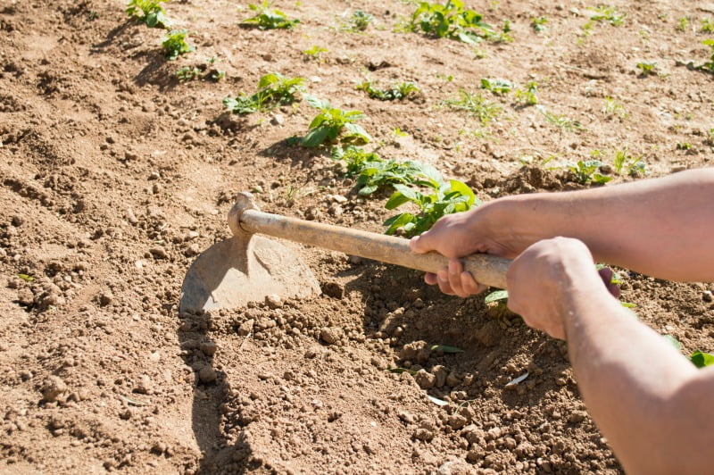 Agricultura pode ser terapia para a deficiência e exclusão social