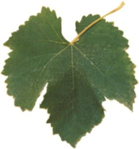 Castas de Portugal. Fernão Pires