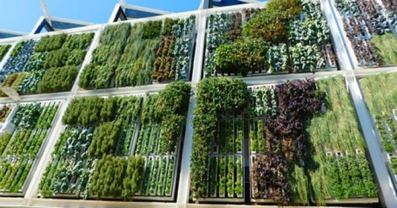 Carrefour instala horta vertical