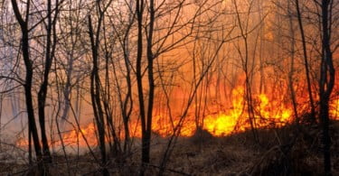 Governo disponibiliza 600 mil euros em apoios para agricultores afetados pelos fogos de Mação, Vila de Rei e Sertã