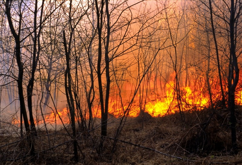 Governo disponibiliza 600 mil euros em apoios para agricultores afetados pelos fogos de Mação, Vila de Rei e Sertã