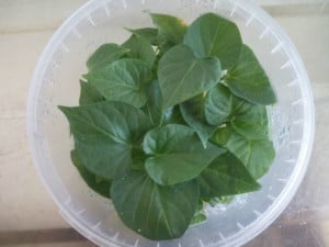 Universidade de Évora testa plantas de batata-doce isentas de vírus