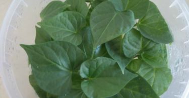 Universidade de Évora testa plantas de batata-doce isentas de vírus